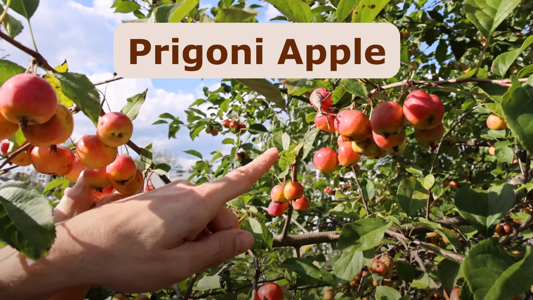Creating the Prigioni Apple: A Decade-Long Journey from Seed to Fruit