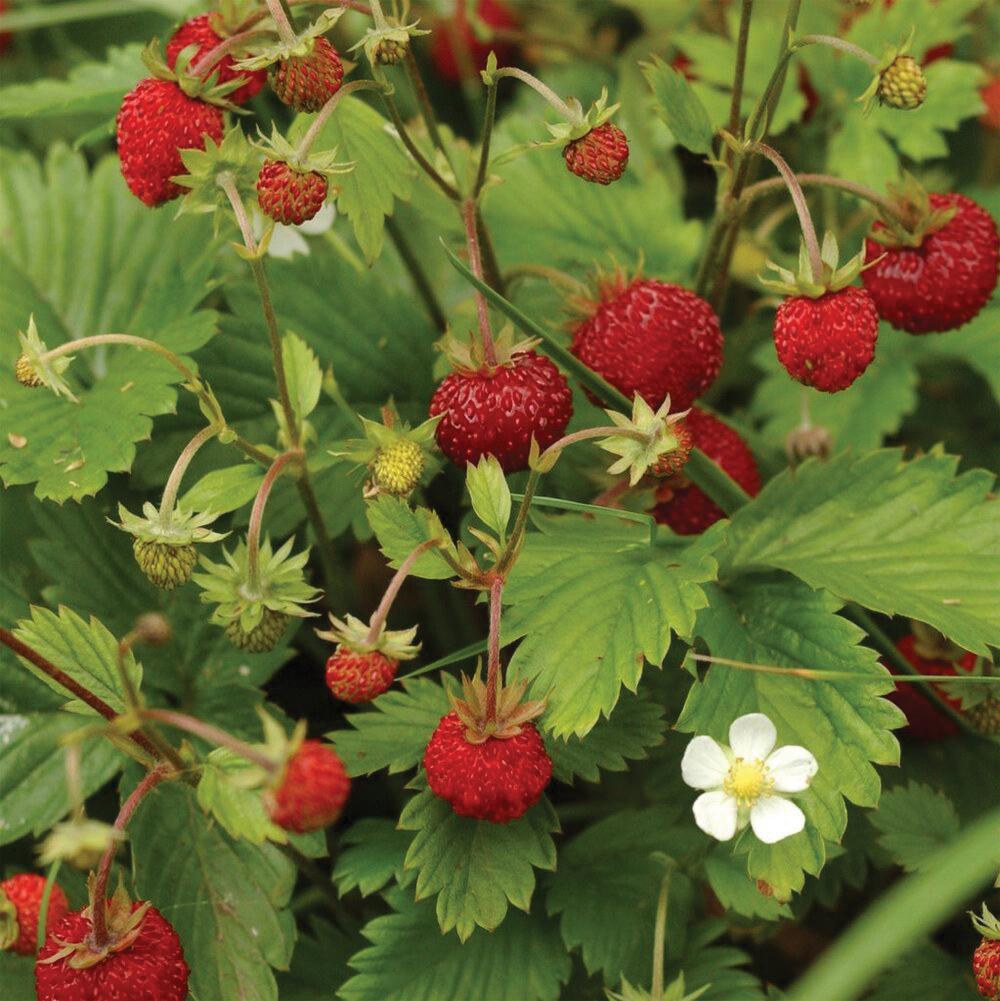 everbearing strawberries seeds Alexandria Strawberry (Everbearing) seeds – Team Grow