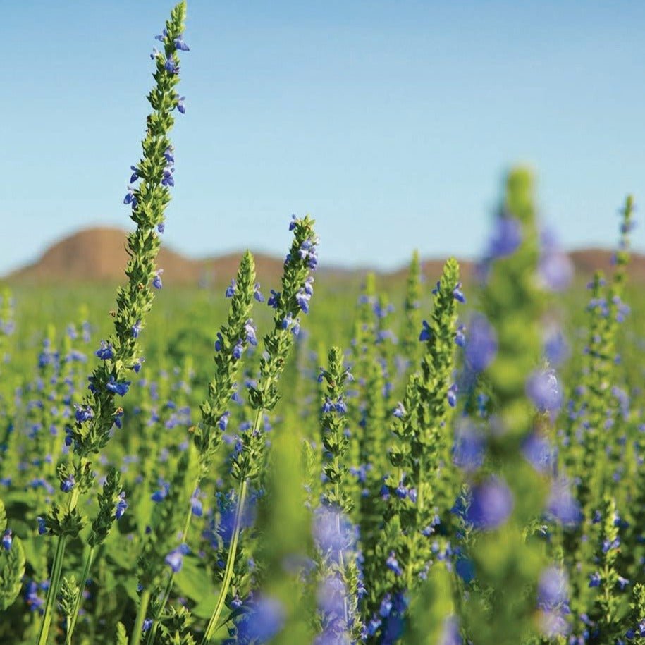 buy chia seeds to plant Black chia – Team Grow