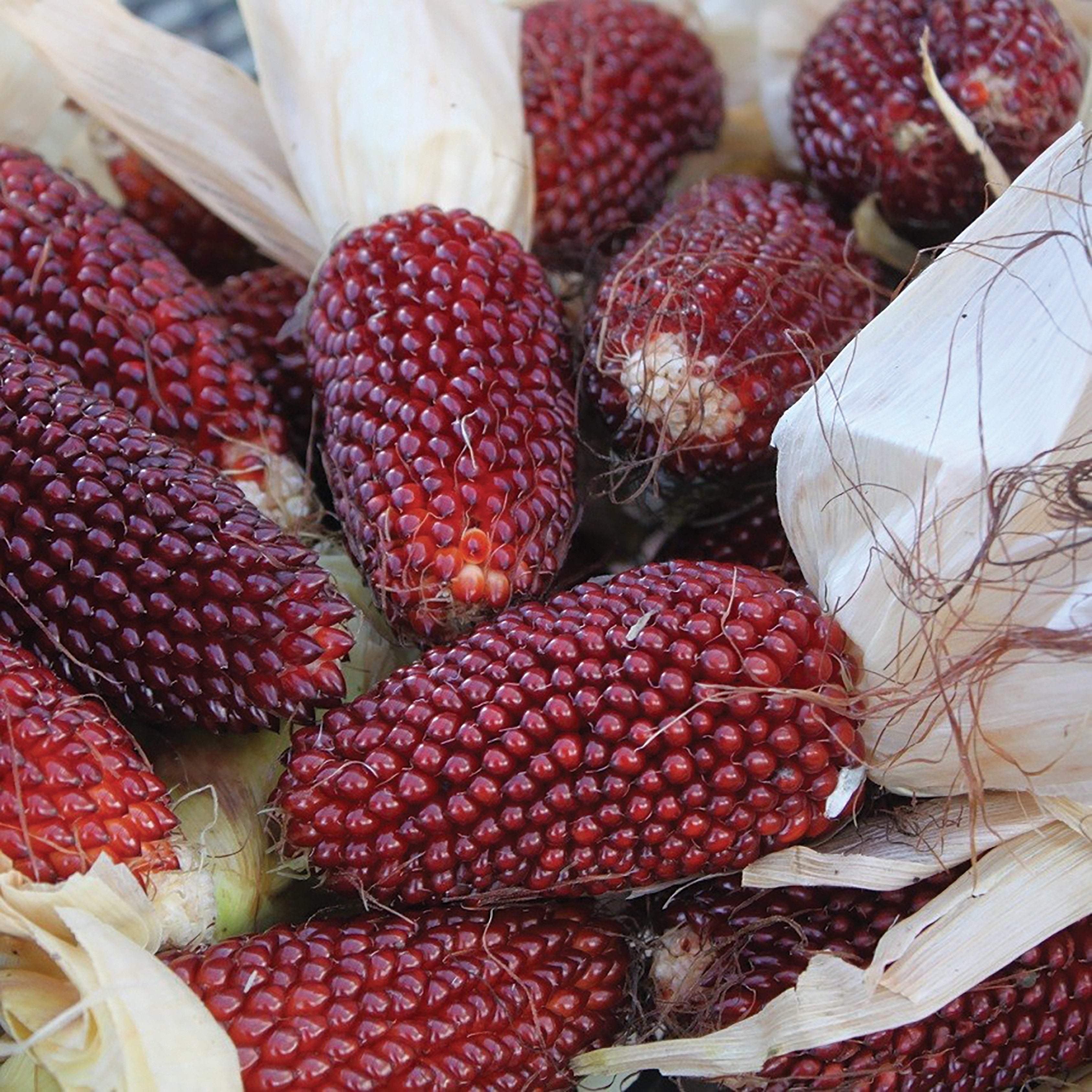 where to buy popcorn seeds for planting Red Strawberry Popcorn – Team Grow