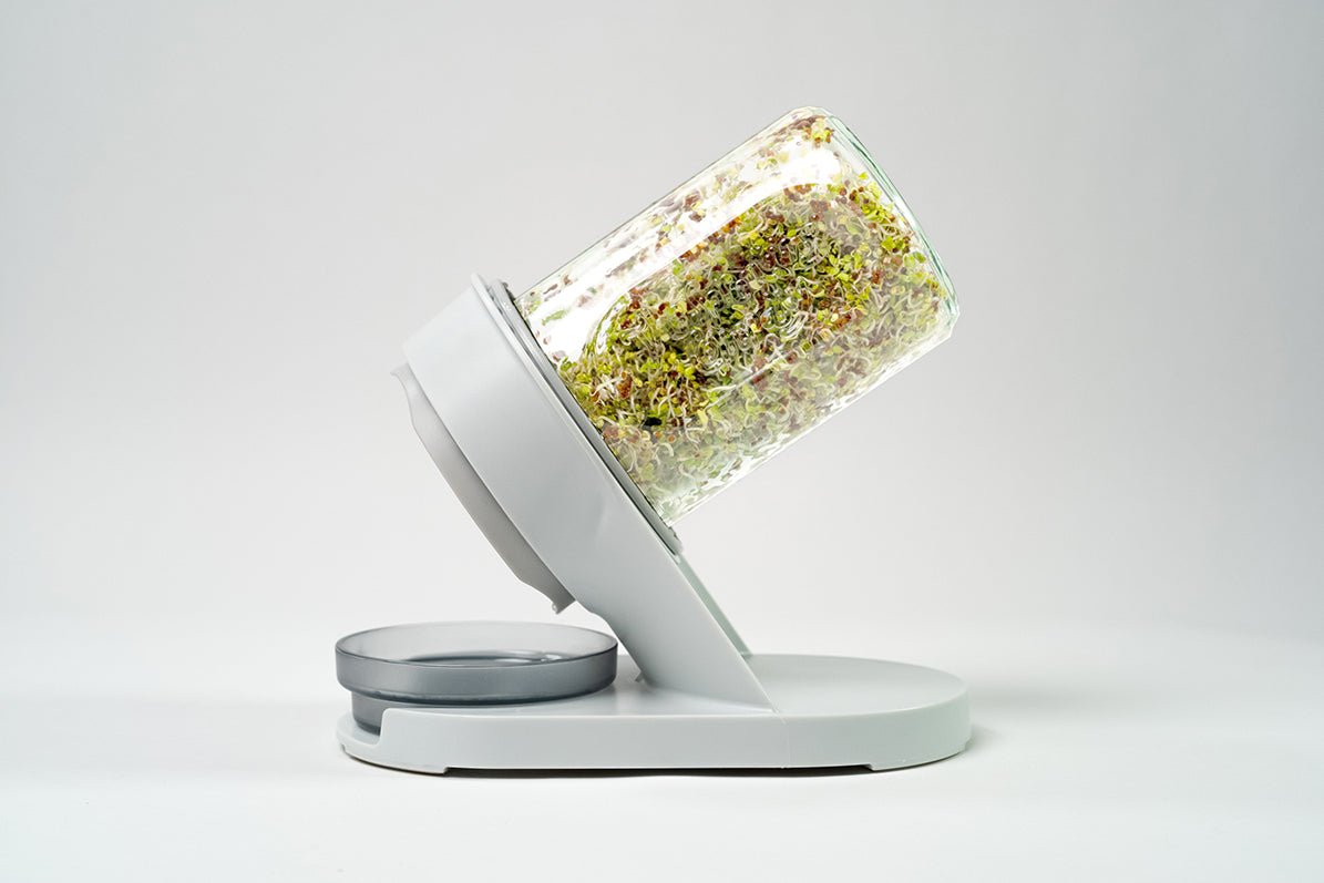 lejoy garden seed sprouter The Sprouter