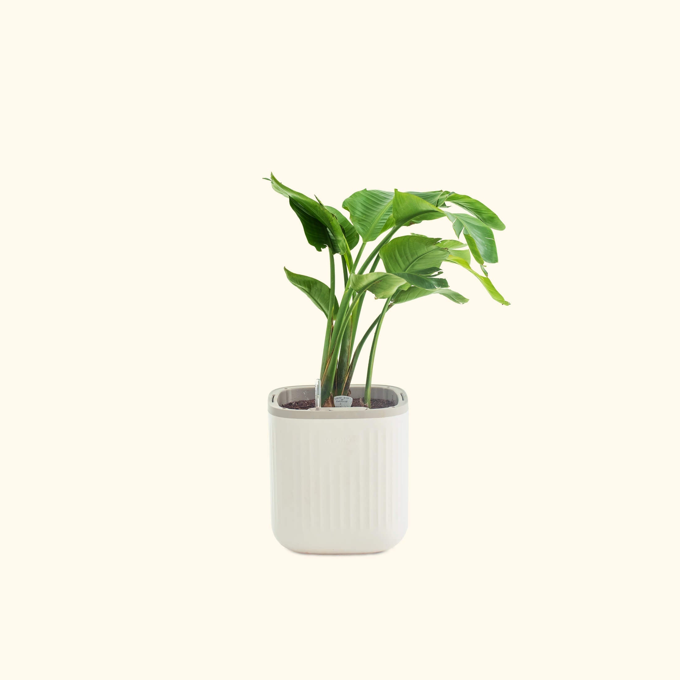 self watering white planter EZ Self-Watering Home Planter, Cream White / 2 Pack