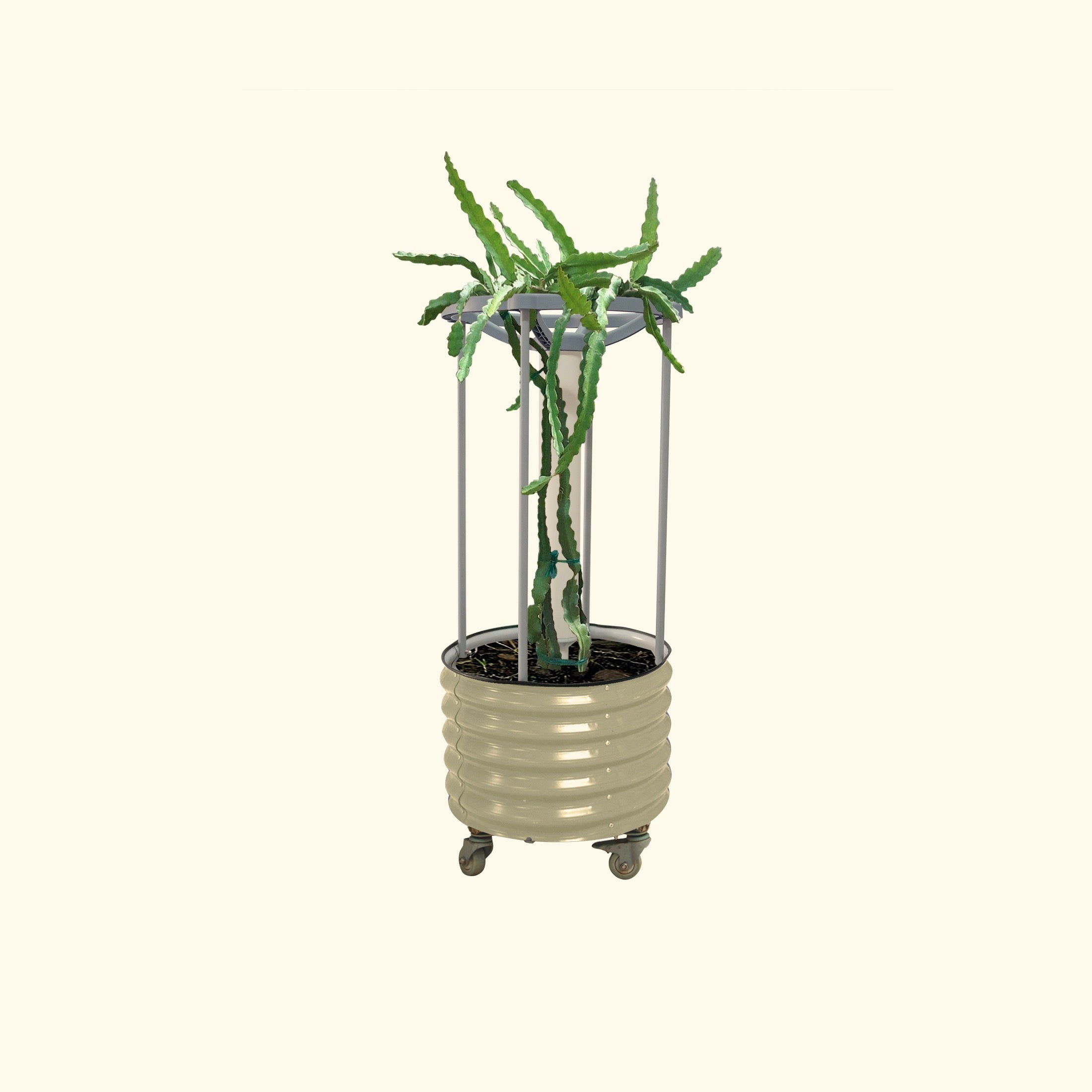 can i plant dragon fruit in a pot Dragon Fruit Self-Watering Rolling Planter – Team Grow