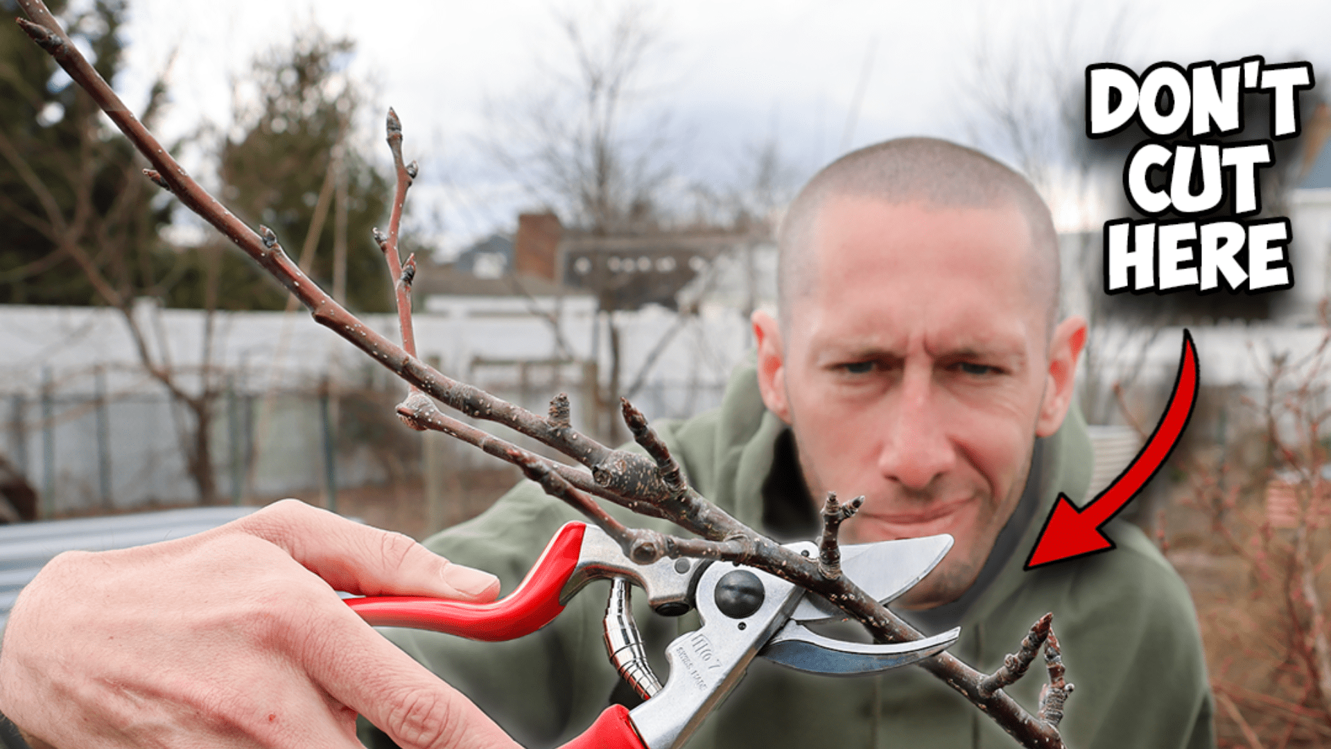 Essential Pruning Techniques for Fruit Trees: Thinning & Heading Cuts Explained - Team Grow
