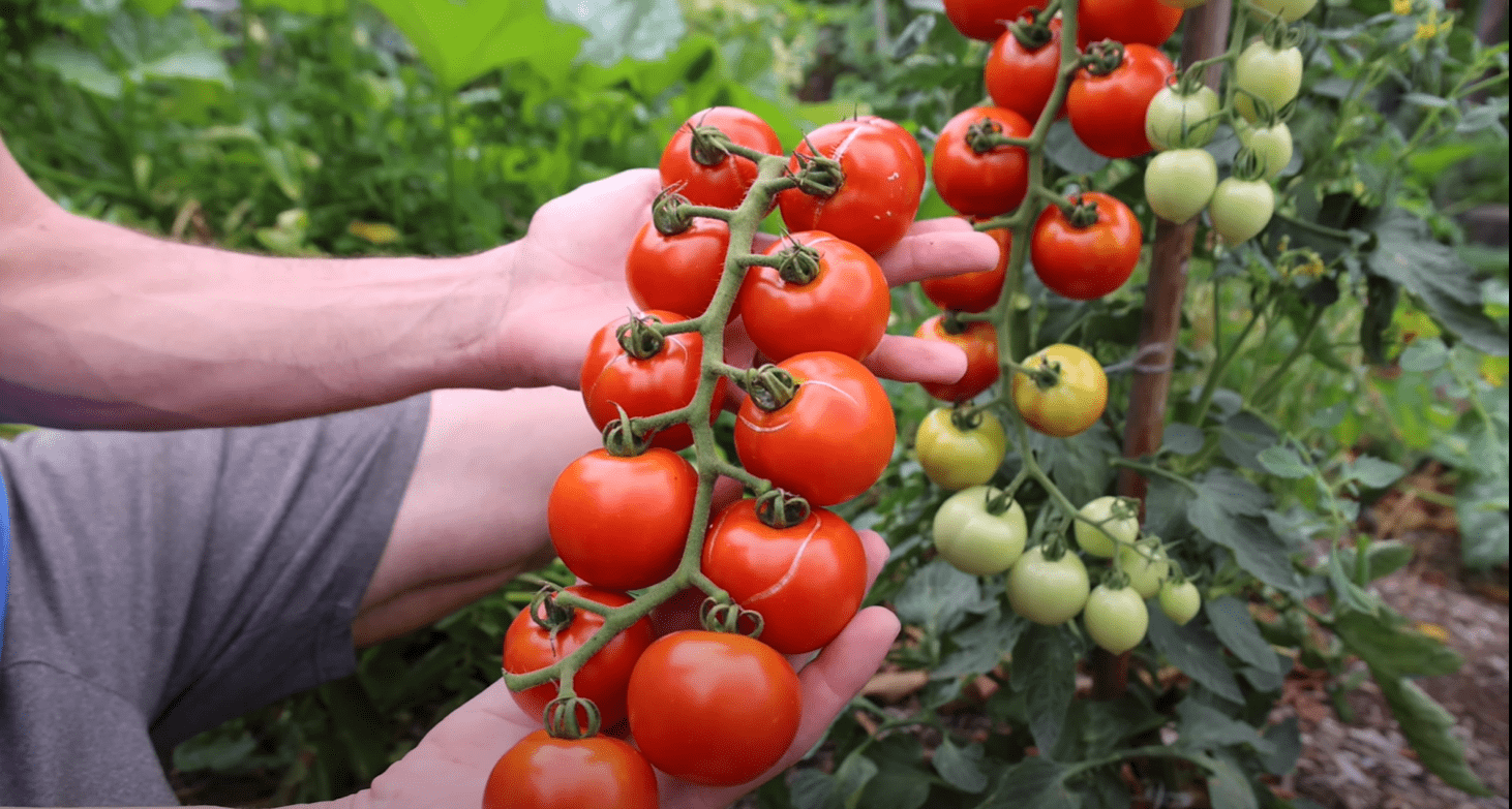 James Prigioni's Essential Seed Variety Guide for Gardeners - 2024 - Team Grow