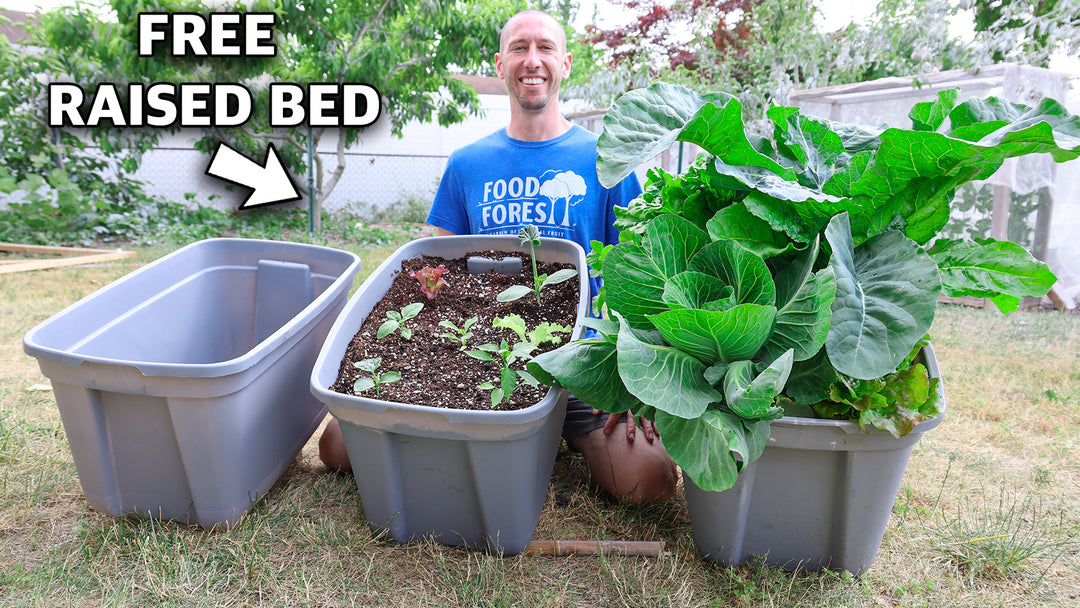 Build a Raised Bed in a Tote: Free Container Gardening at its Best