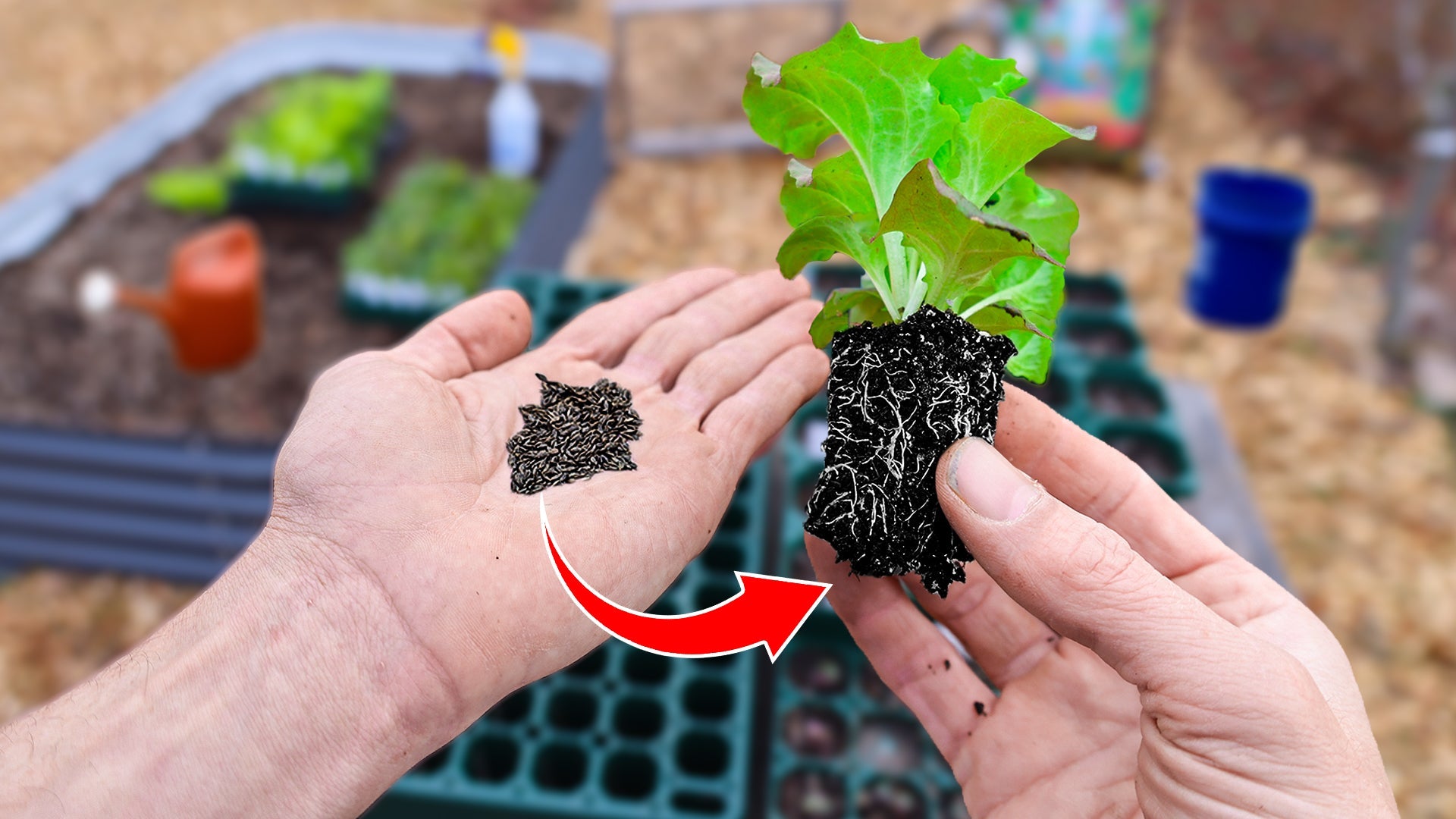 This New Method of Starting Seeds Will Change Your Life - Team Grow