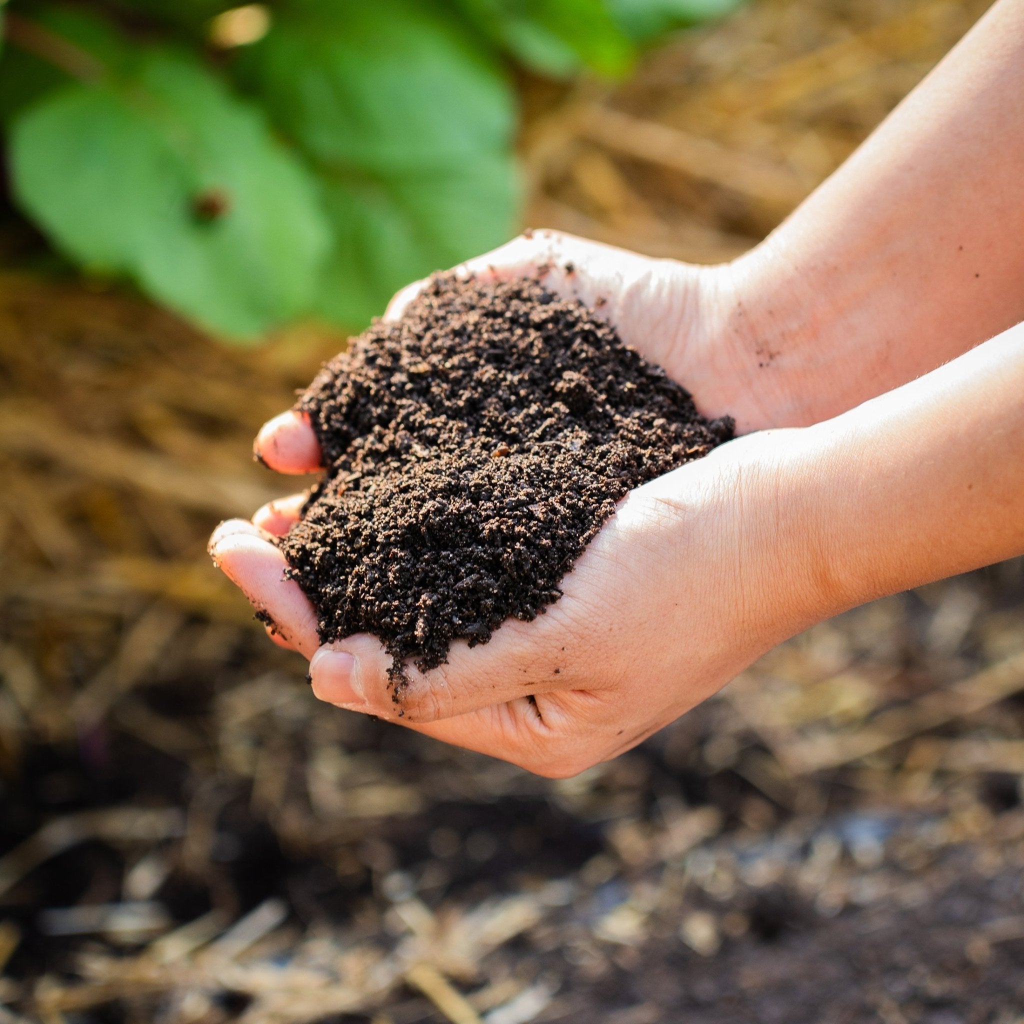 Plant & Soil Care - Team Grow