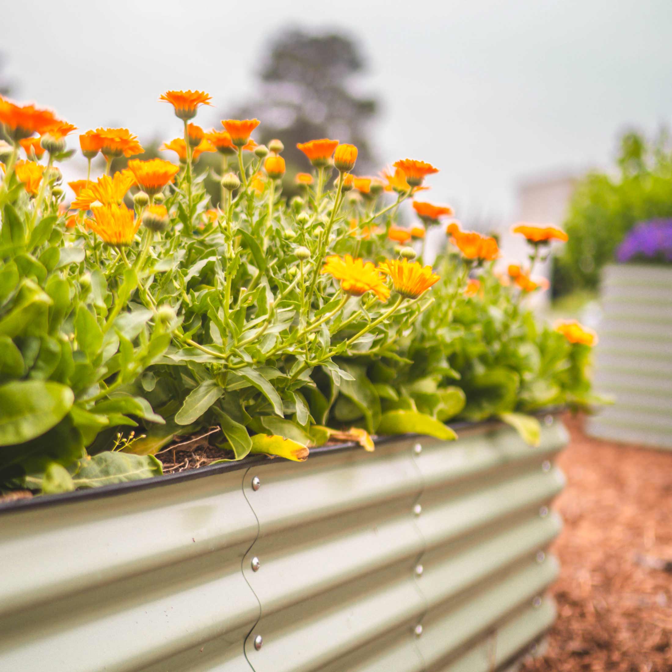 17" Tall 4 In 1 Small Modular Metal Raised Garden Bed Kit - Team Grow