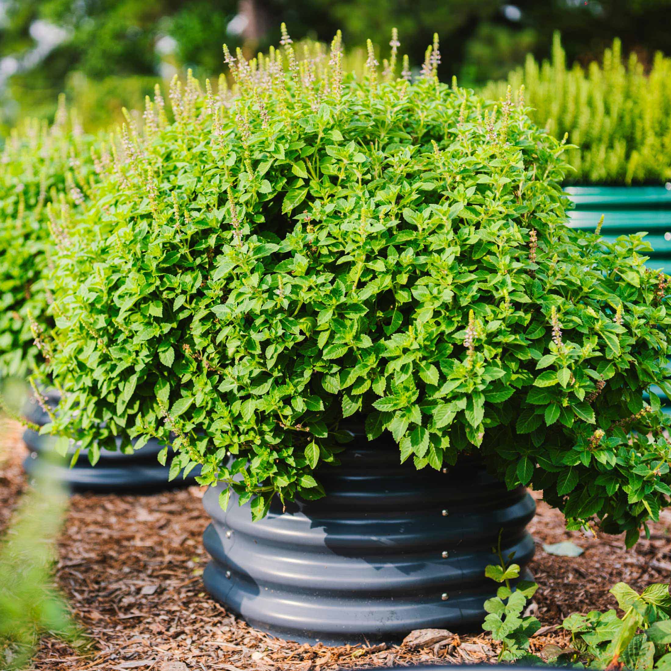 17" Tall Herb Garden Bed 24" Wide - Twin Pack - Team Grow