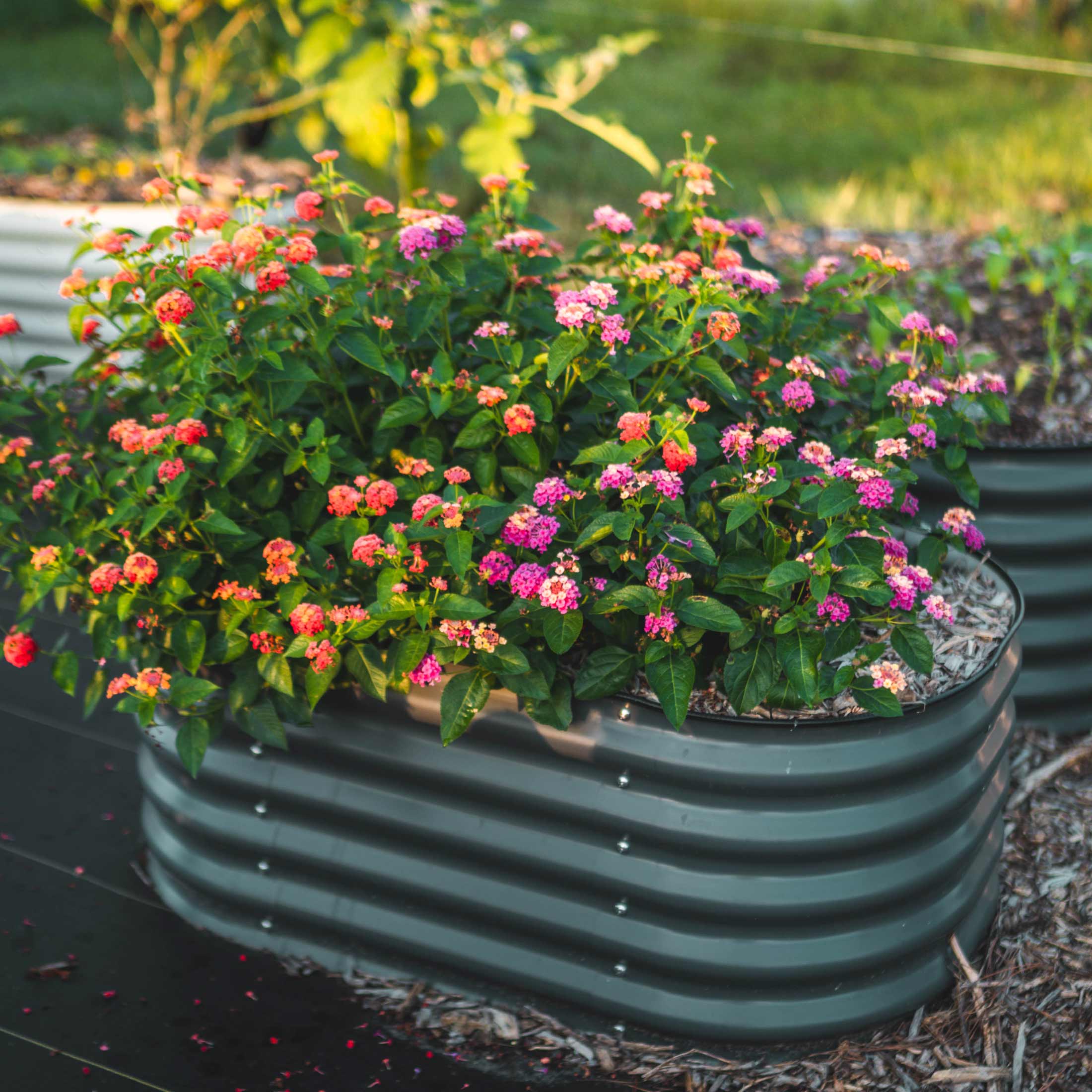 17" Tall Kids First Garden Bed 42" x 24" - Team Grow