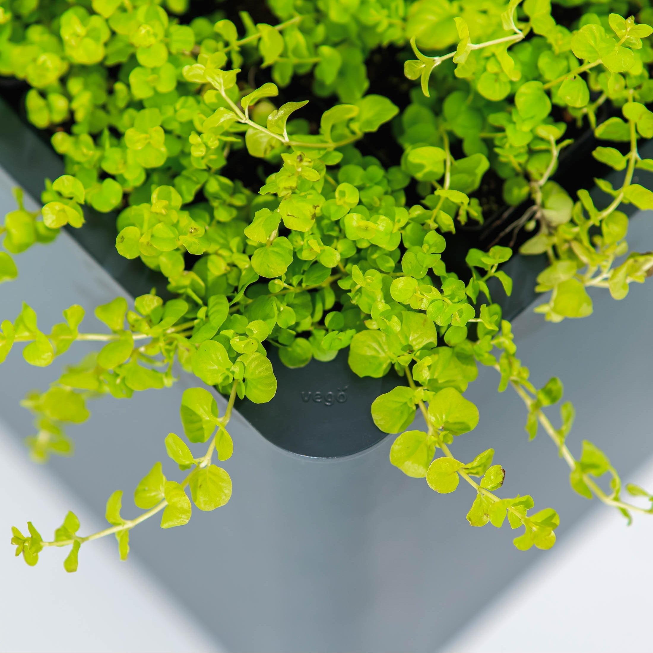 17" Tall Modern 42" x 42" Metal Raised Garden Bed - Team Grow