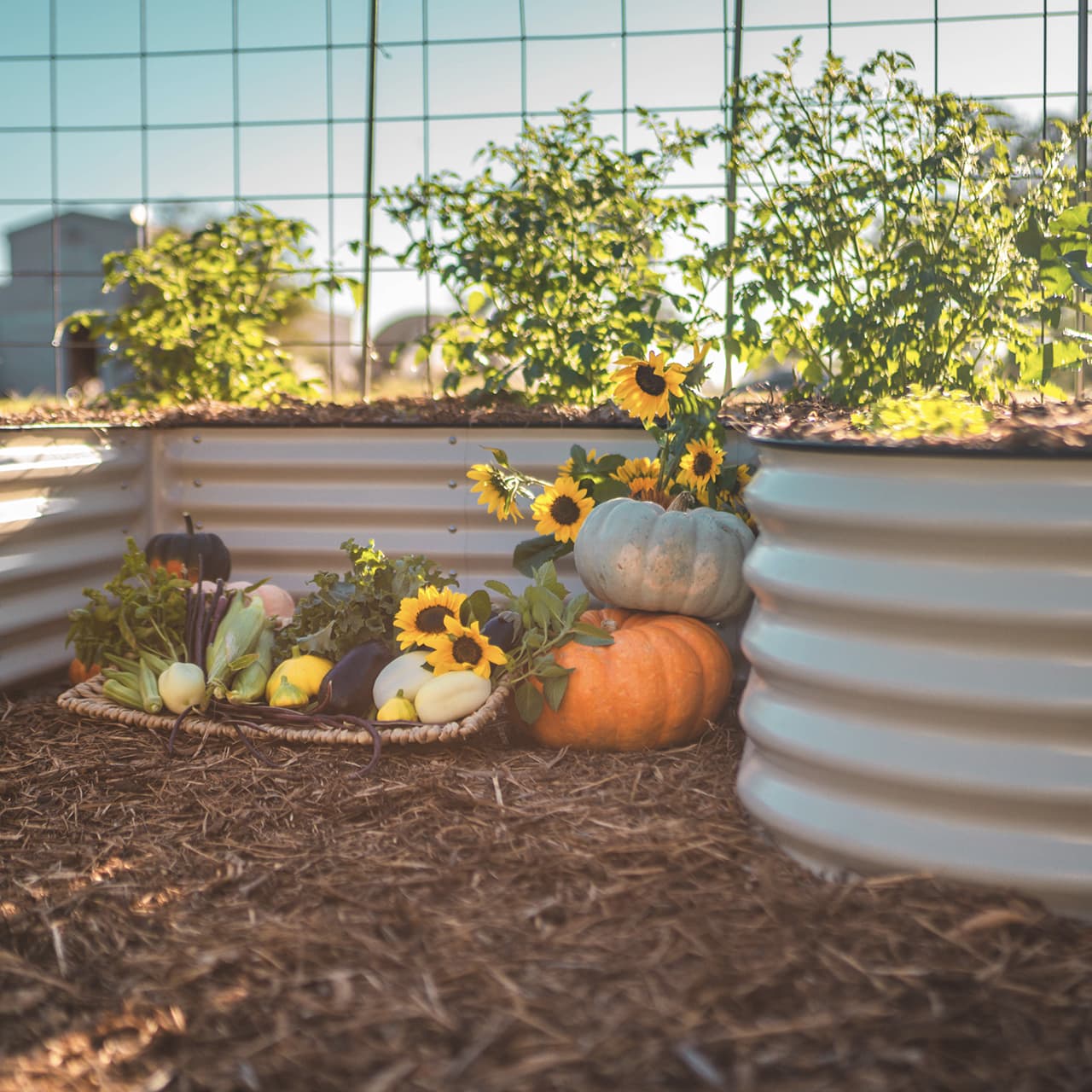 17" Tall U - Shaped Raised Garden Bed Kit - Jumbo Size - Team Grow