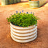 17" Tall Herb Garden Bed 24" Wide - Twin Pack