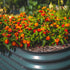 32" Extra Tall 4 In 1 Small Modular Metal Raised Garden Bed Kit - Team Grow