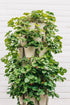 7 Tier GreenStalk Garden Leaf Vertical Planter - Basic Texture - Team Grow