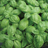 Genovese Basil