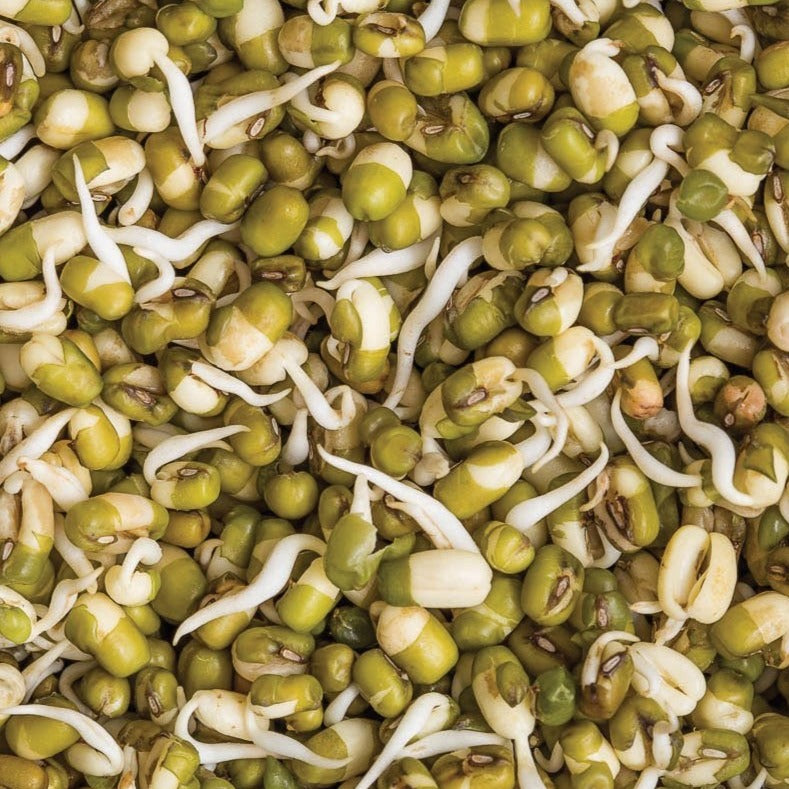 Mung Bean (Bush)