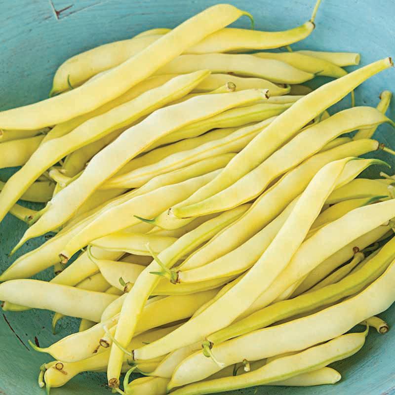 Topnotch Yellow Bush Bean (Bush)