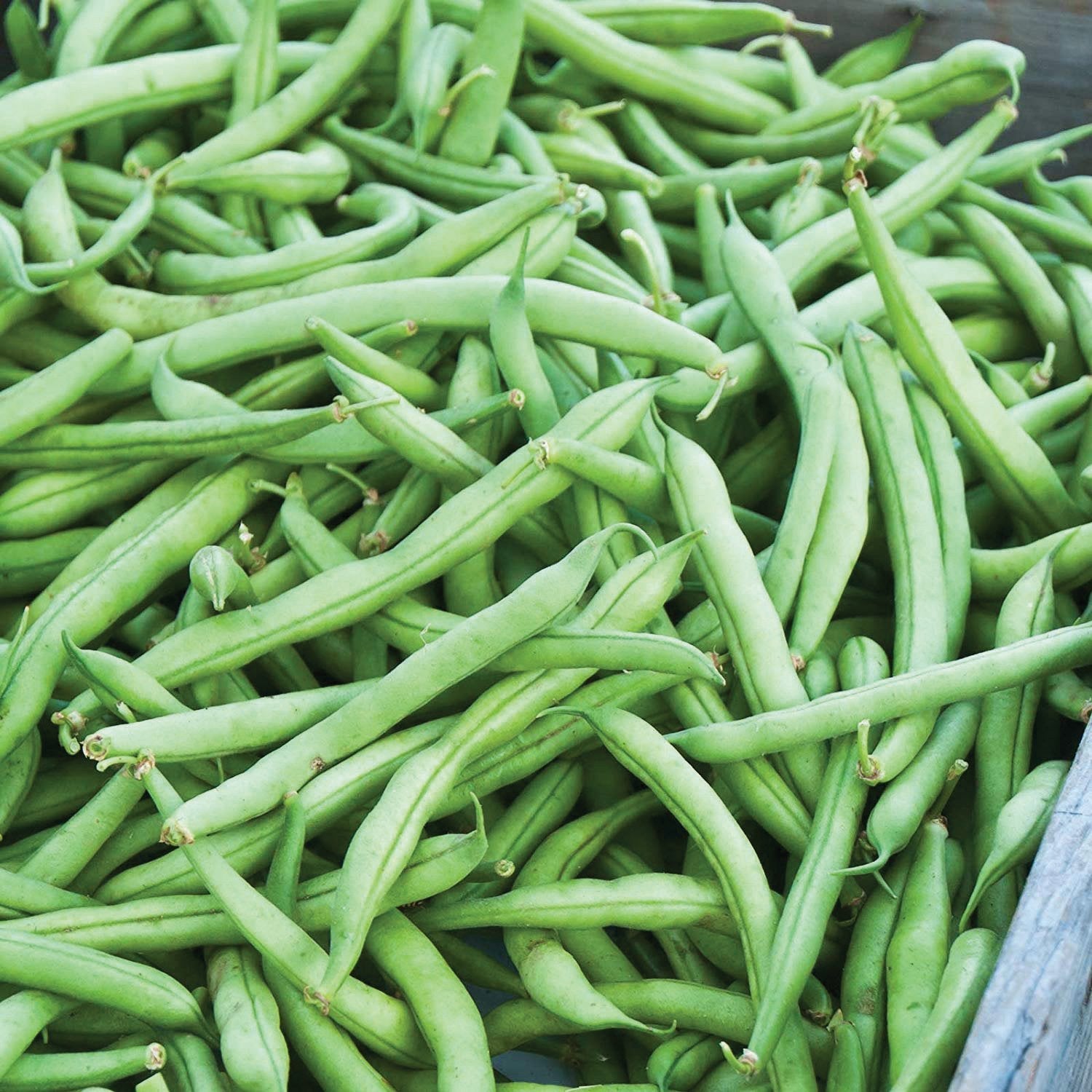 Strike Bean (Bush)