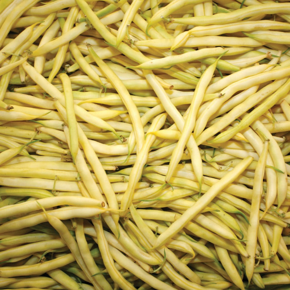 Gold Rush Wax Bean (Bush)