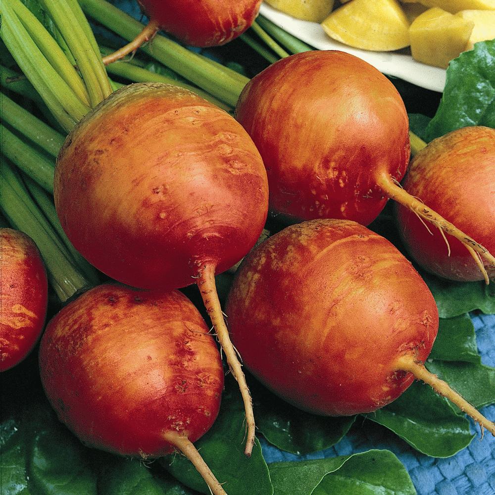 Golden Detroit Beet