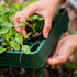 10" x 20" Stackable Seedling Tray