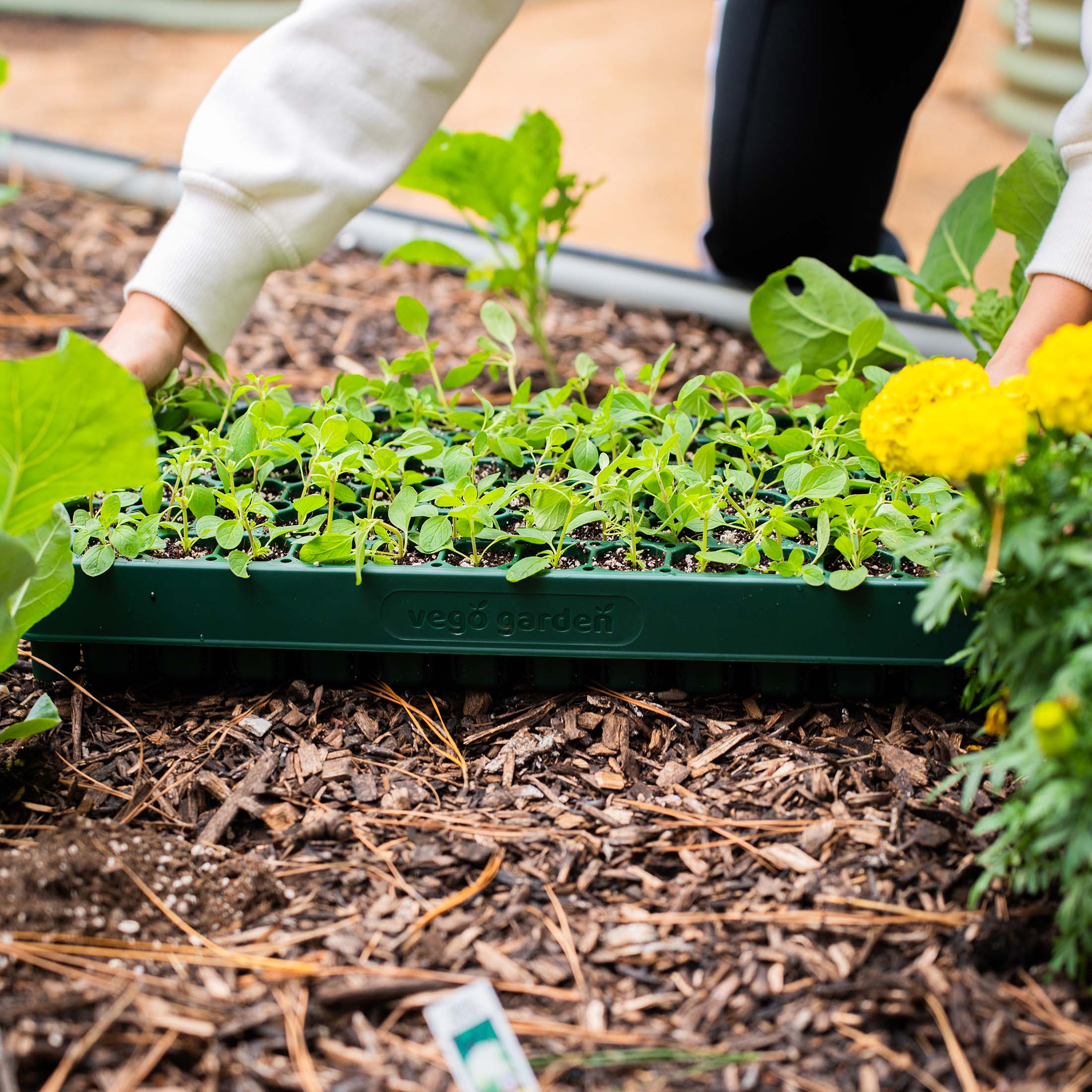 10" x 20" Stackable Seedling Tray