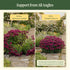 Birdcage Trellis - 2 Pack