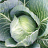 Late Flat Dutch Cabbage