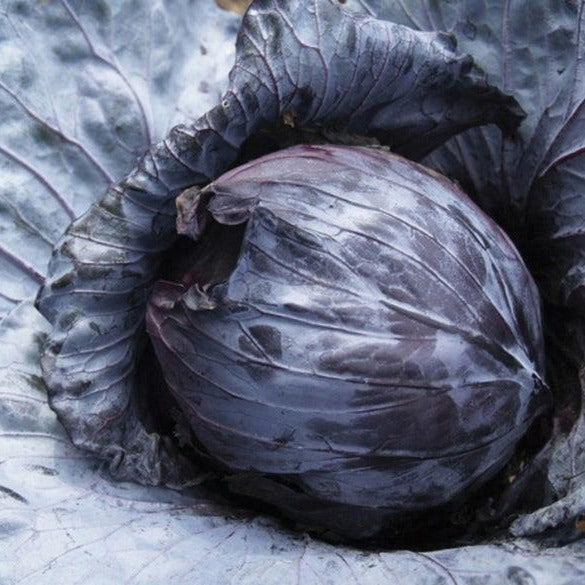 Mammoth Red Rock Cabbage