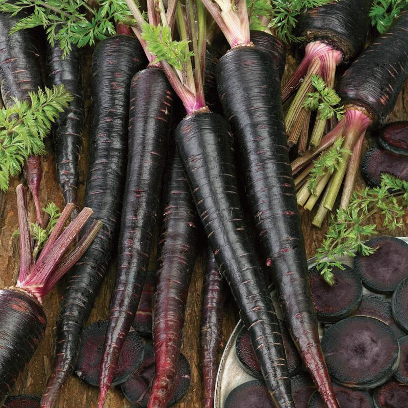 Black Nebula Carrot