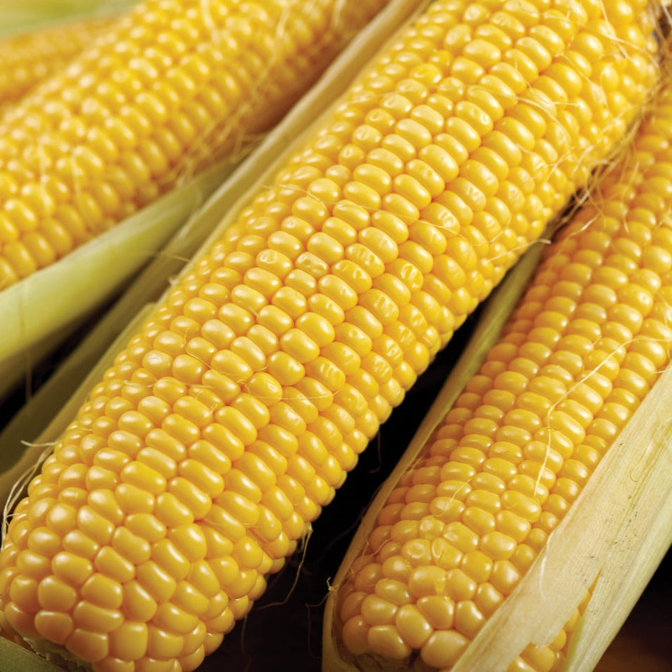 Bodacious Sweet Corn