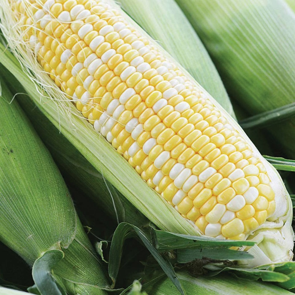 Ambrosia Sweet Corn