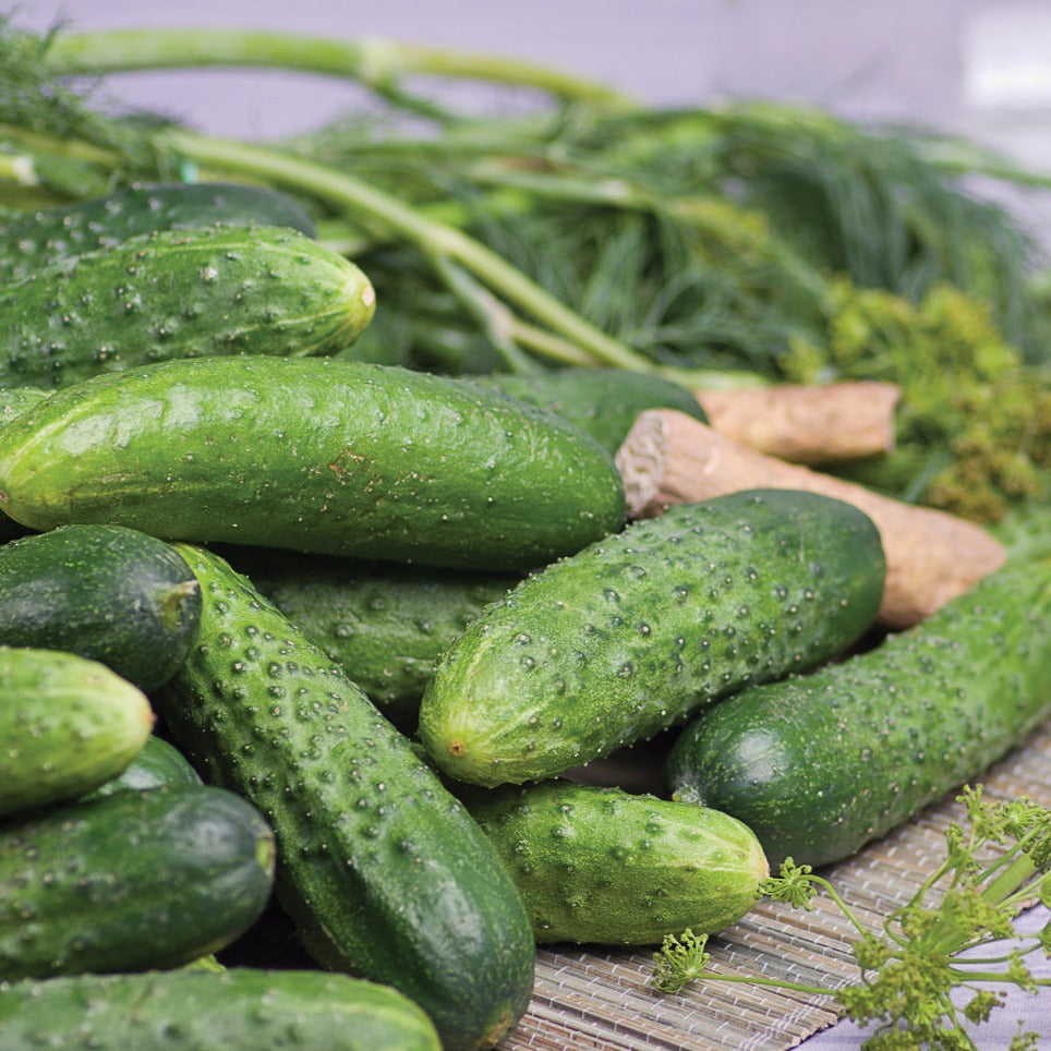 Rhinish Pickle Cucumber