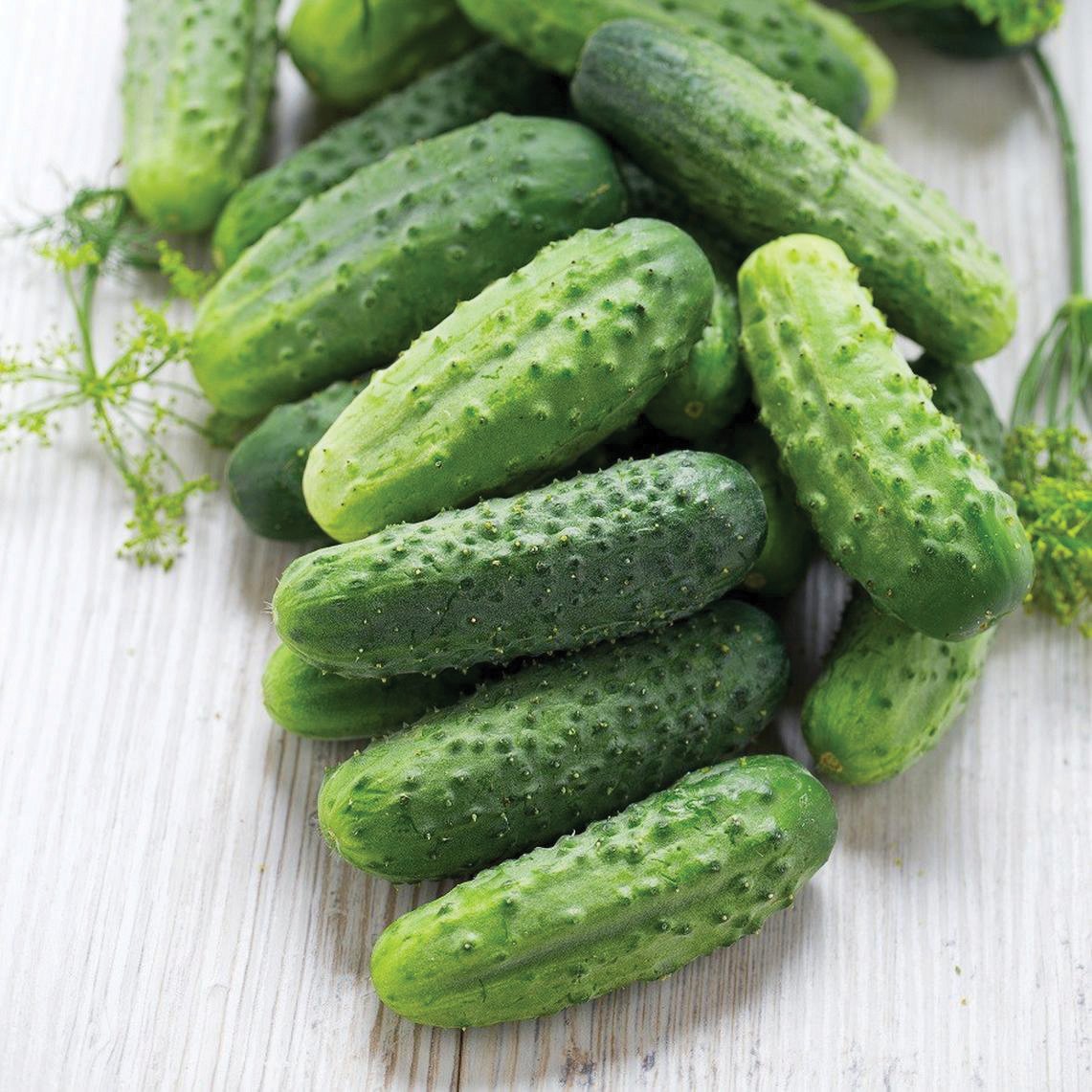 Wisconsin SMR Pickling Cucumber