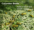 Cucumber beetles on a leaf with text about their feeding habits and disease spreading.