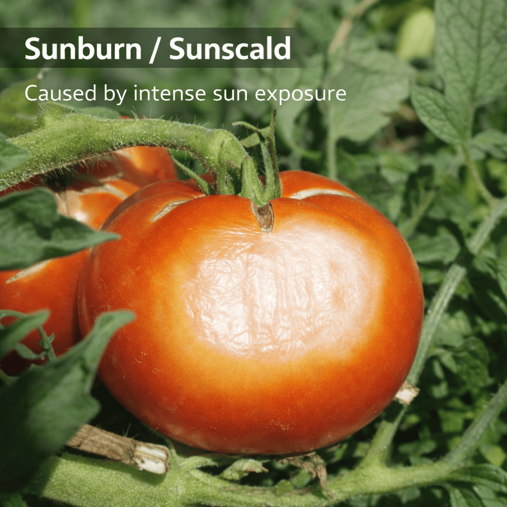 Team Grow Armor — Organic Crop Protectant (Kaolin Clay) | FREE Shipping For Limited Time