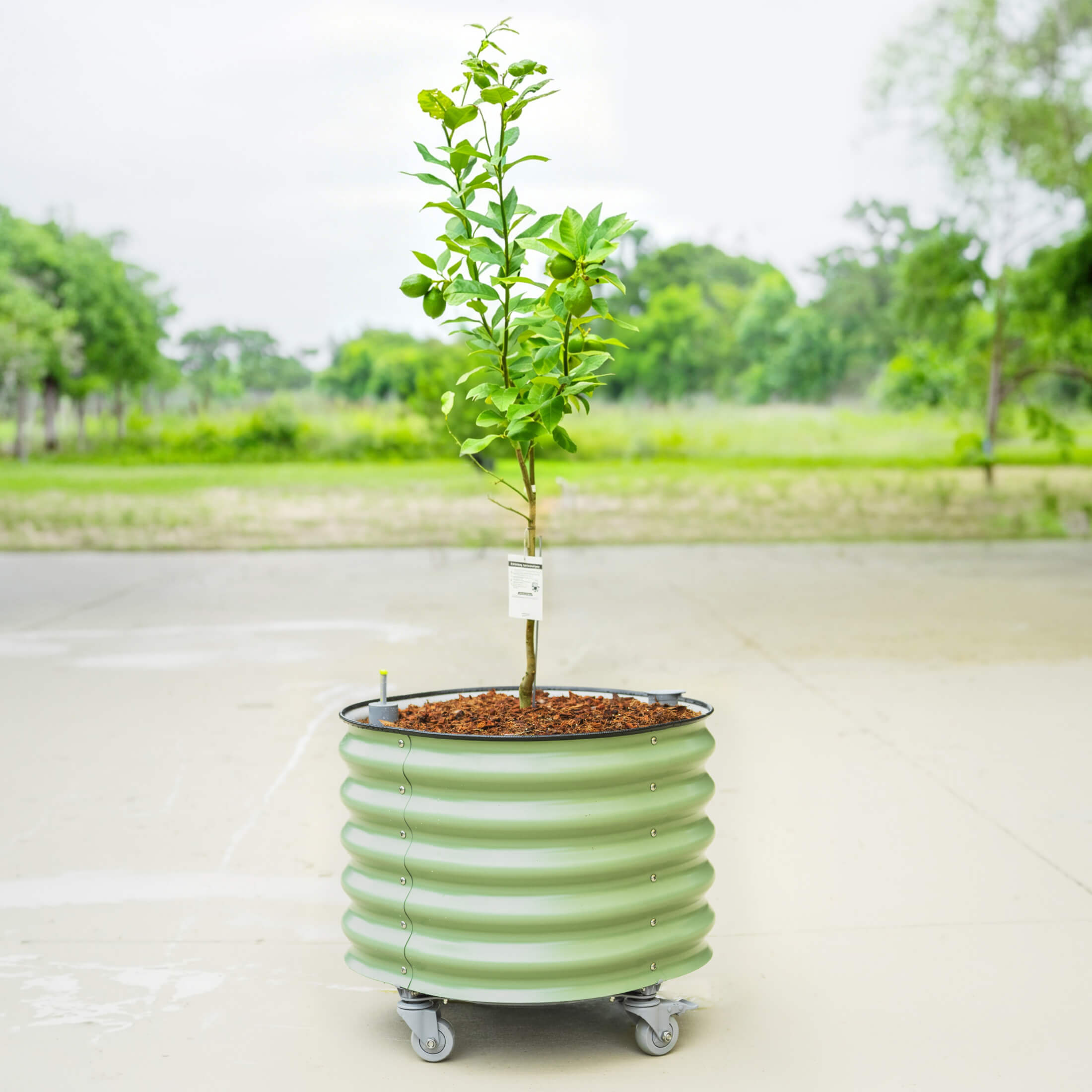 Self-Watering Rolling Citrus Tree Planter 30 Gallon - Gen 3