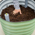 Self-Watering Rolling Citrus Tree Planter 30 Gallon - Gen 3
