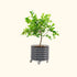 Self-Watering Rolling Citrus Tree Planter 30 Gallon - Gen 3