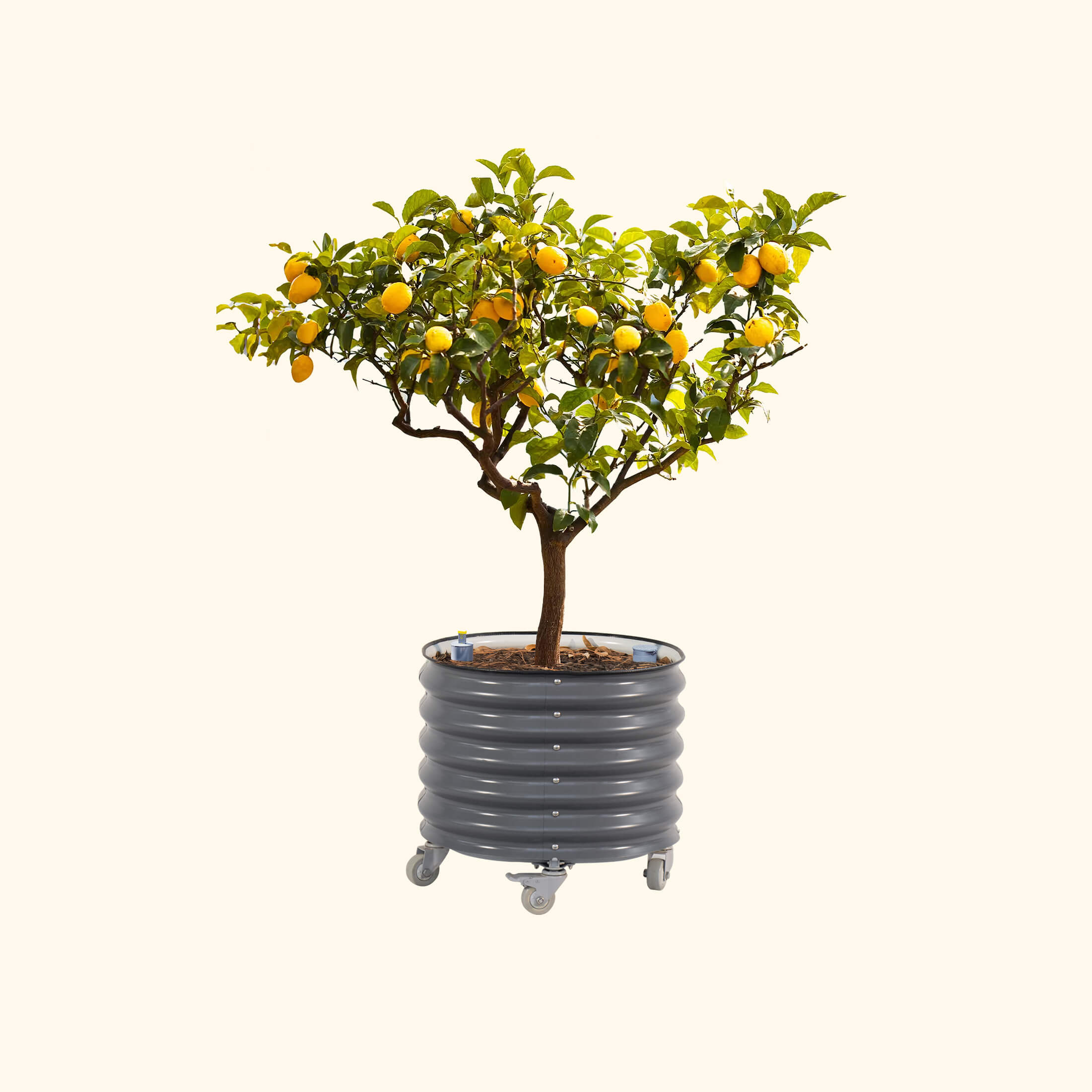 Self-Watering Rolling Citrus Tree Planter 30 Gallon - Gen 3