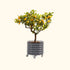 Self-Watering Rolling Citrus Tree Planter 30 Gallon - Gen 3