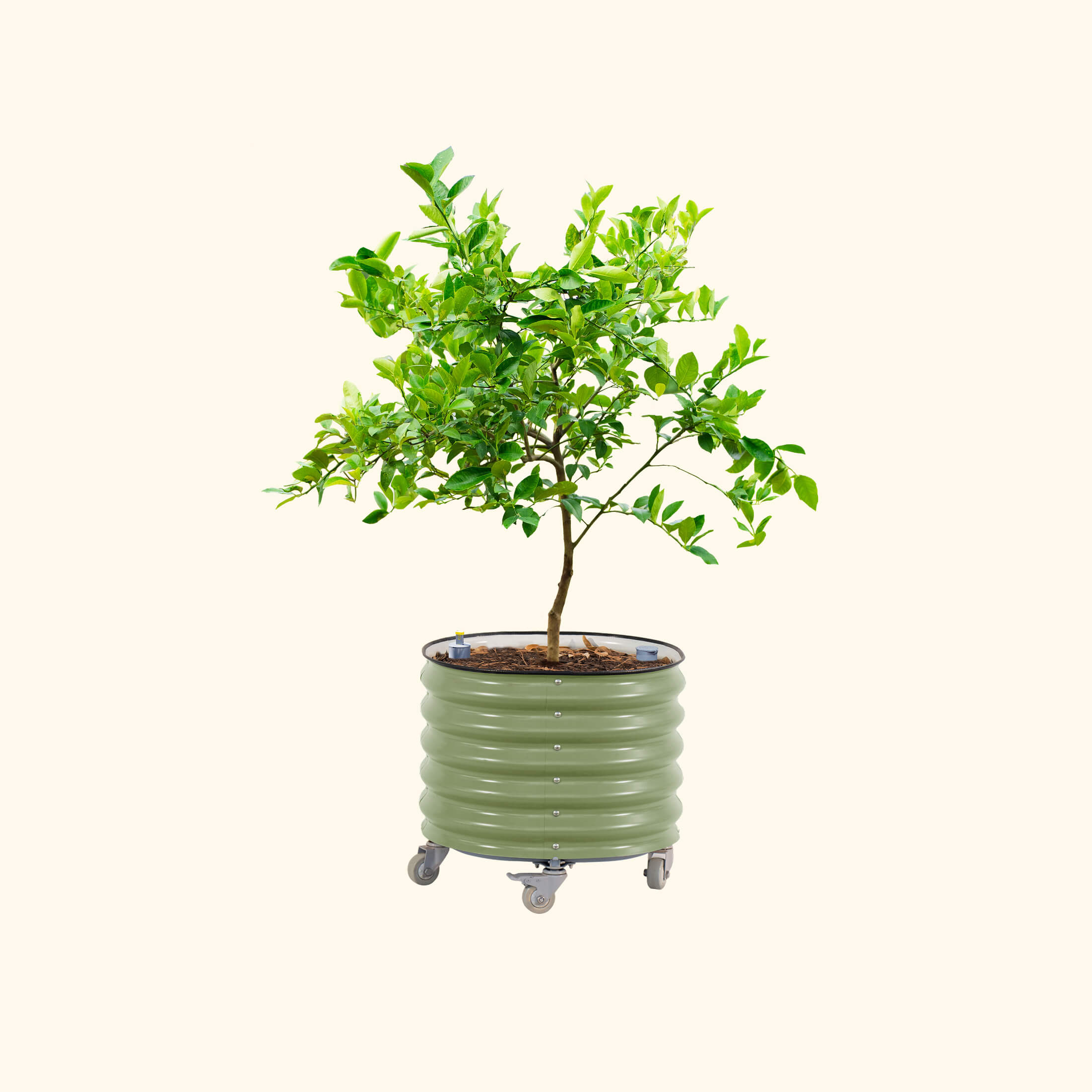 Self-Watering Rolling Citrus Tree Planter 30 Gallon - Gen 3