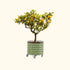 Self-Watering Rolling Citrus Tree Planter 30 Gallon - Gen 3