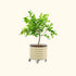 Self-Watering Rolling Citrus Tree Planter 30 Gallon - Gen 3