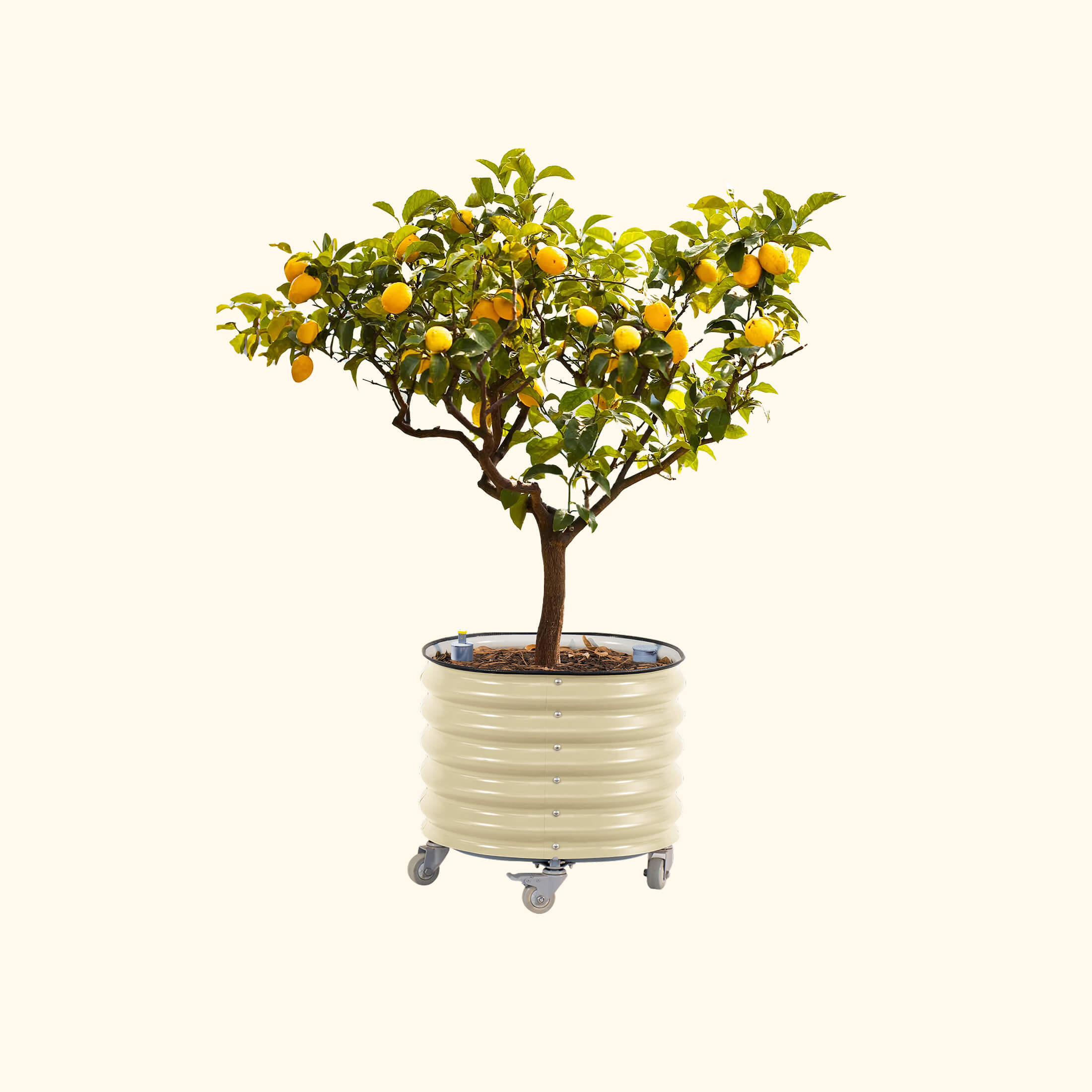 Self-Watering Rolling Citrus Tree Planter 30 Gallon - Gen 3