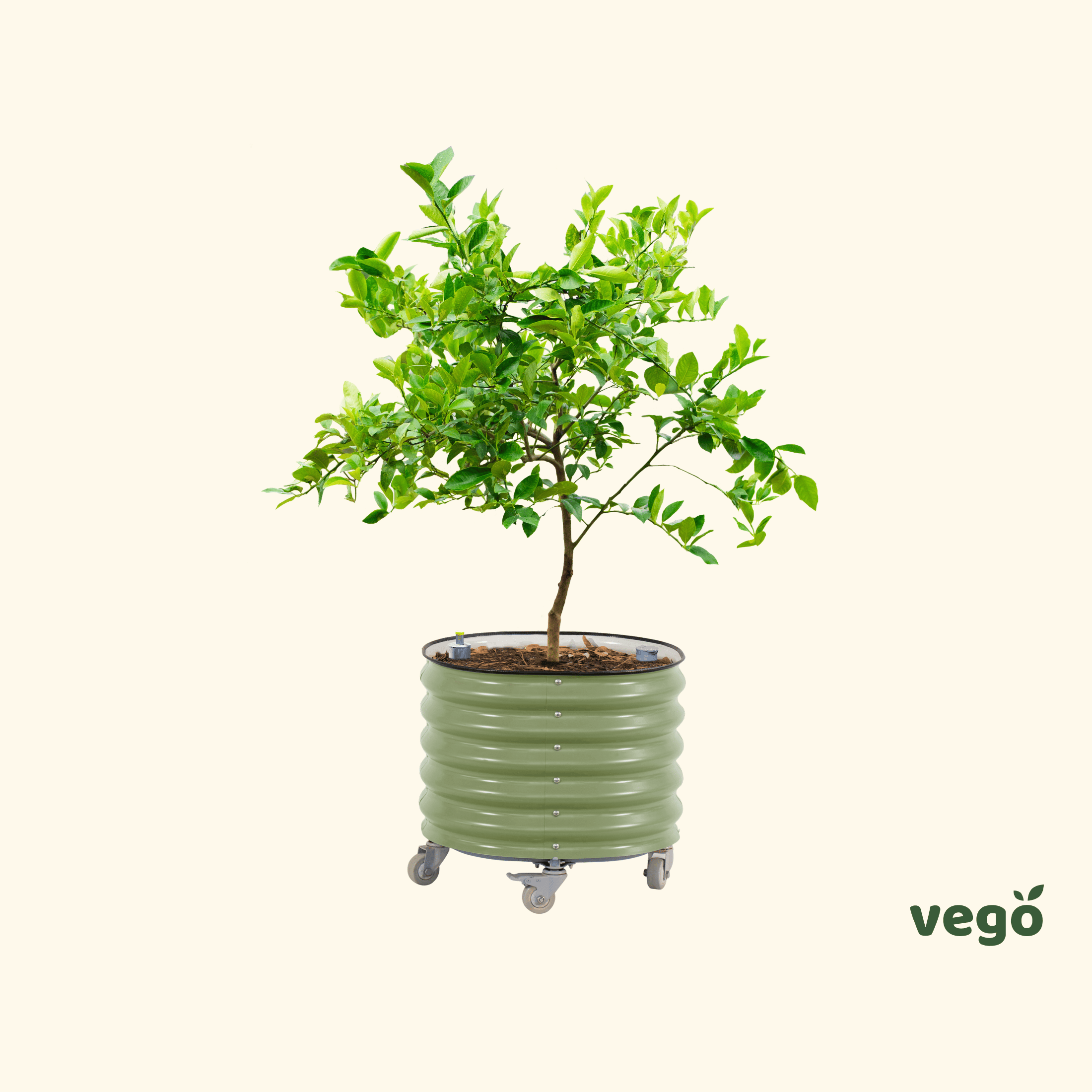 Self-Watering Rolling Citrus Tree Planter 30 Gallon - Gen 3