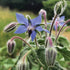 Borage