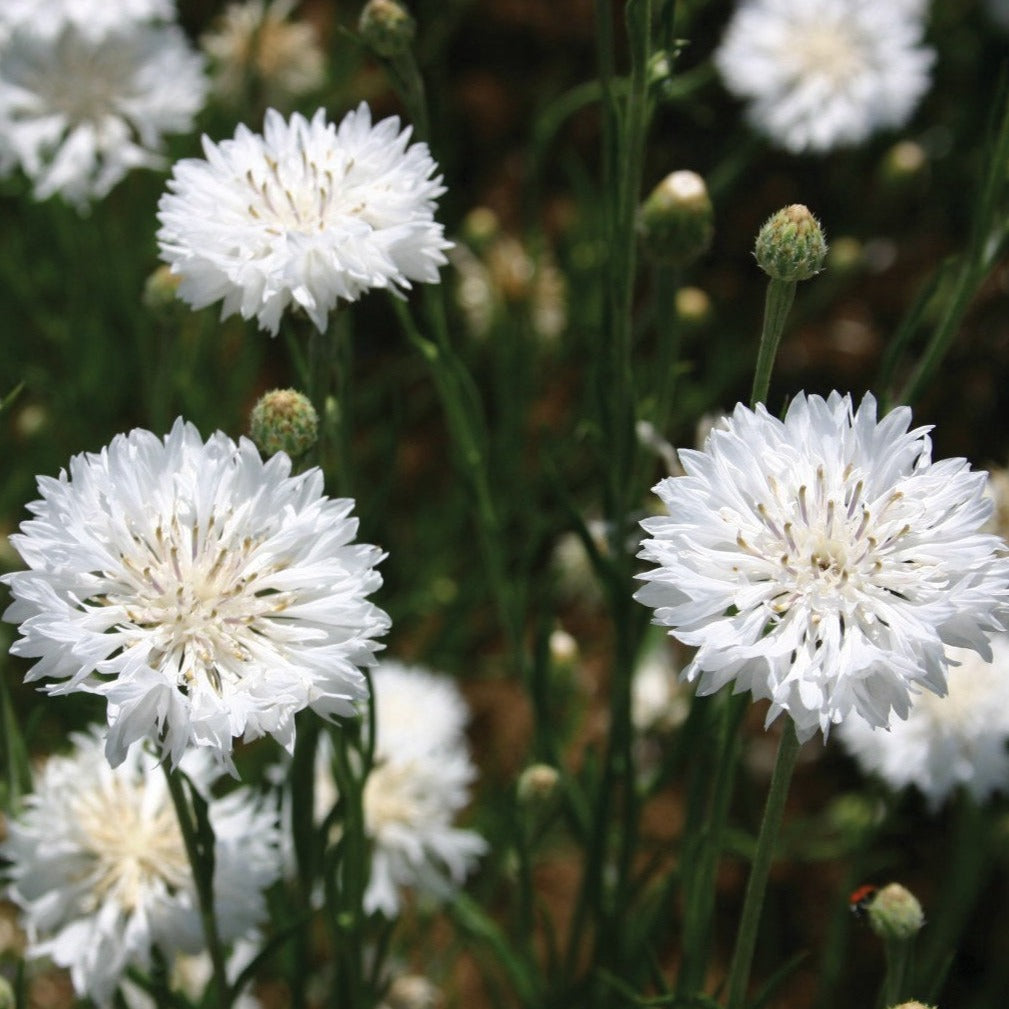 Bachelor's Buttons White